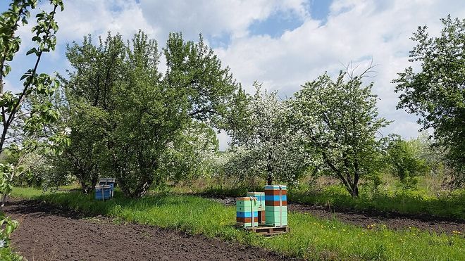 Ульи на домашнем точке в саду